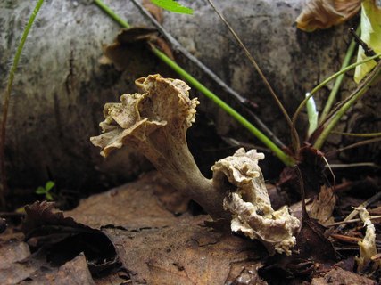 Pseudocraterellus undulatus