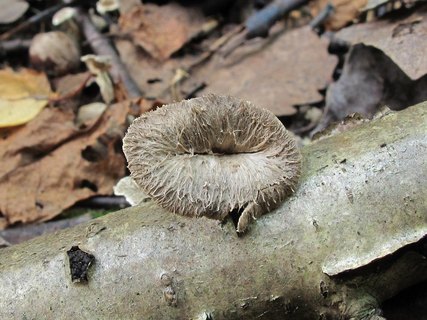 Pseudocraterellus undulatus