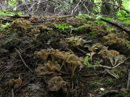 Pseudocraterellus undulatus