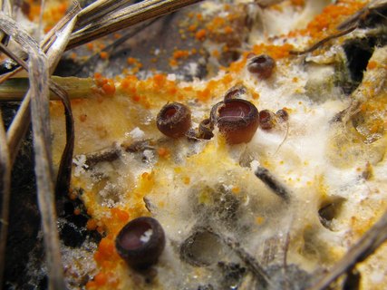 Pseudombrophila aggregata