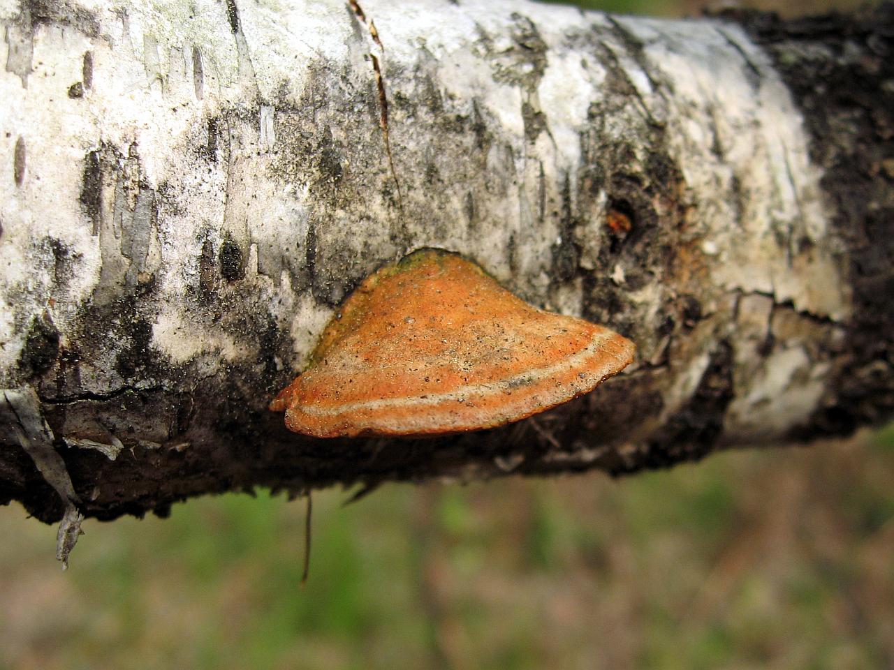 Pycnoporus cinnabarinus