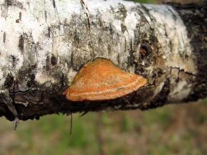 Pycnoporus cinnabarinus