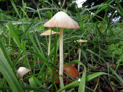 Bolbitius titubans