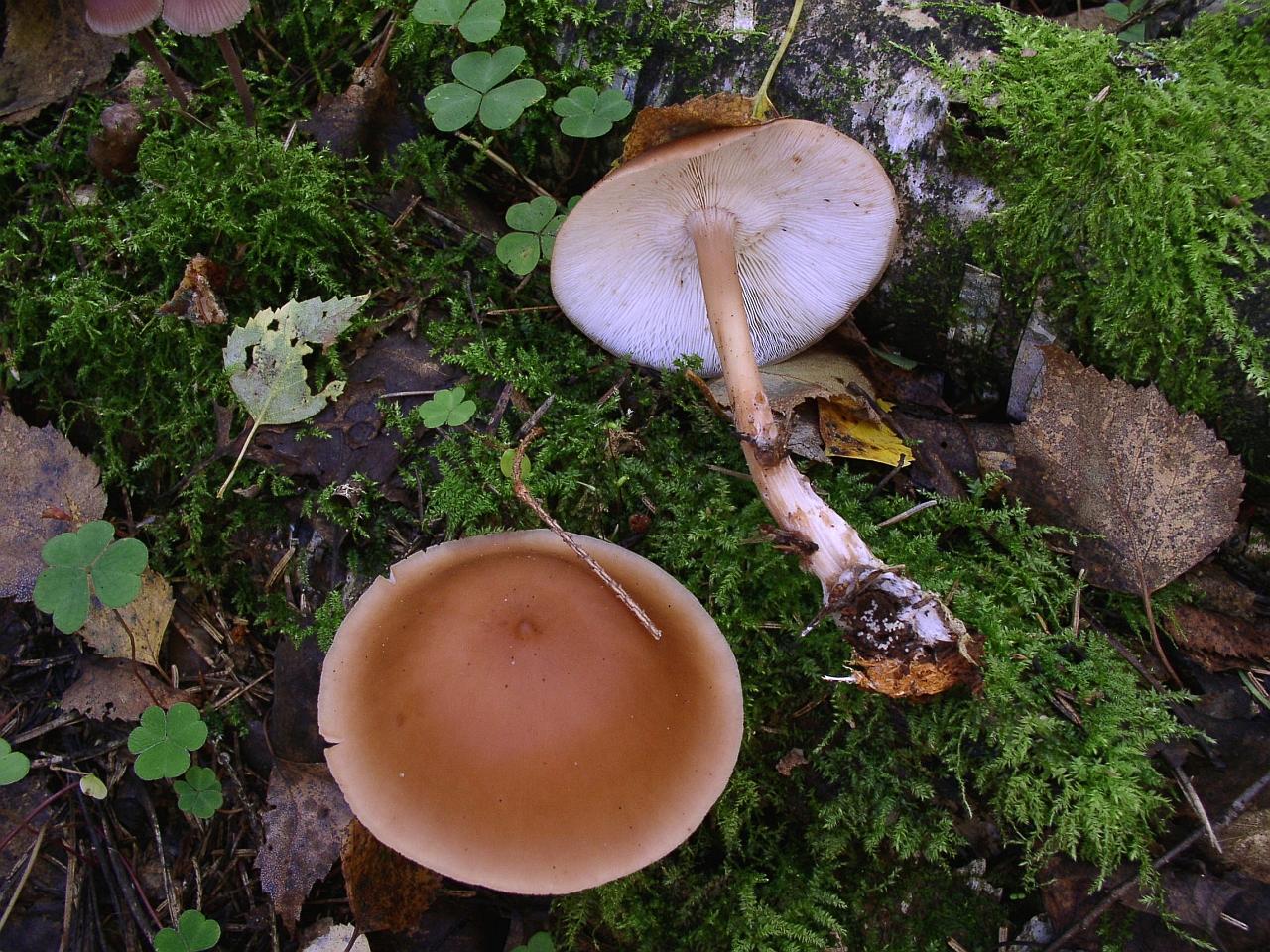Rhodocollybia butyracea