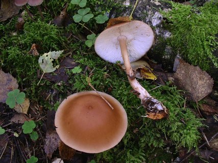 Rhodocollybia butyracea