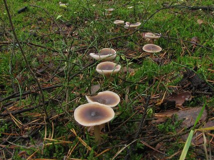 Rhodocollybia butyracea