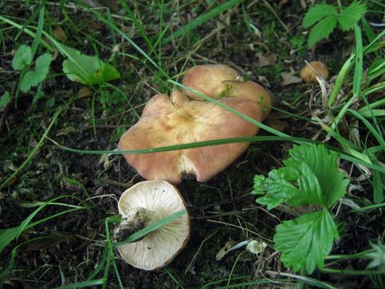 Rhodocybe gemina