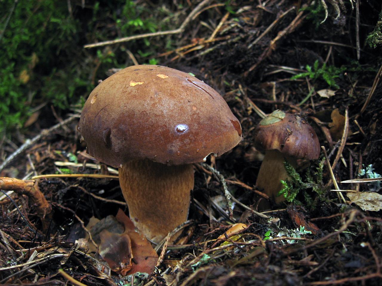 Imleria badia