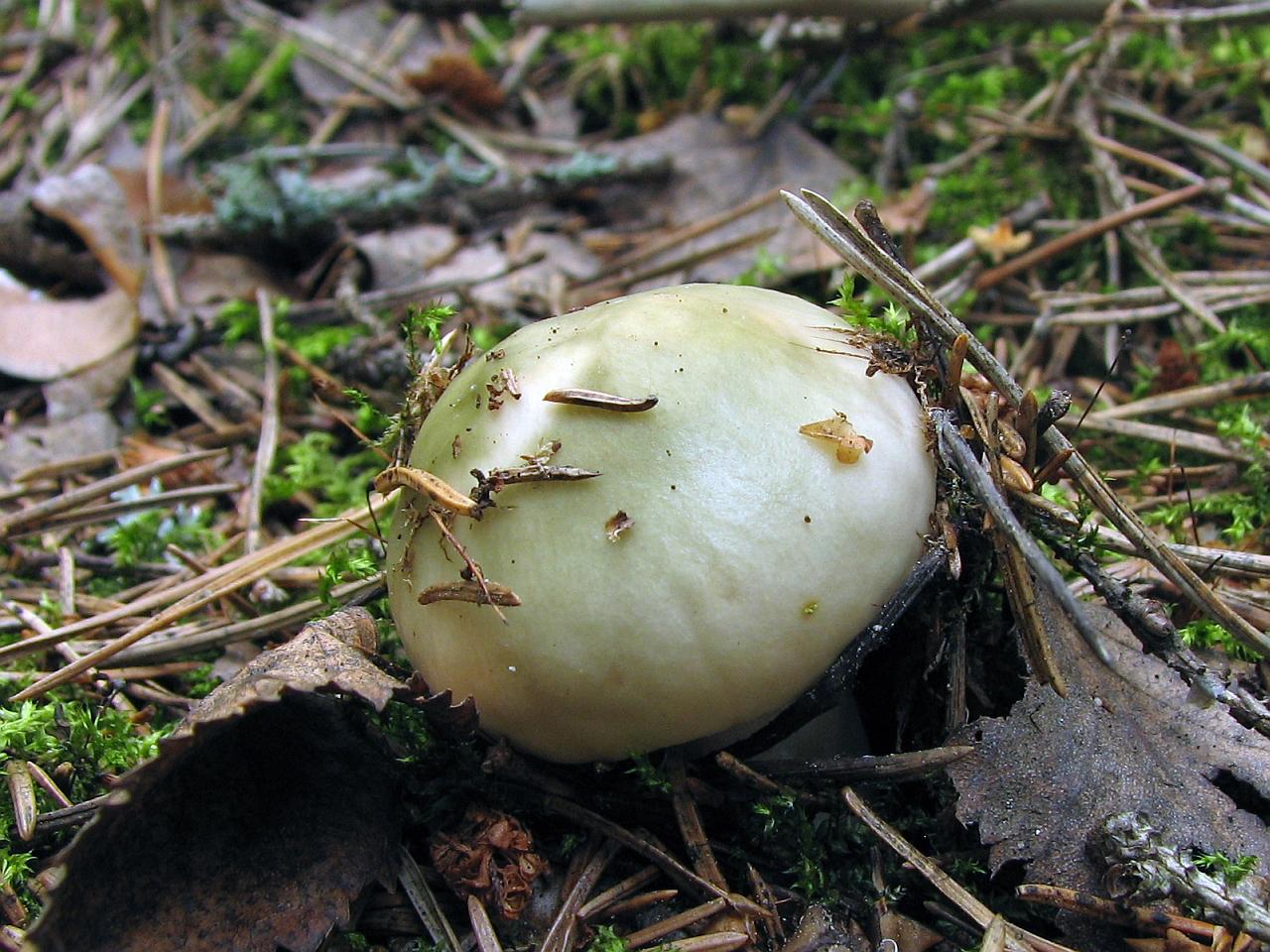 Russula aeruginea