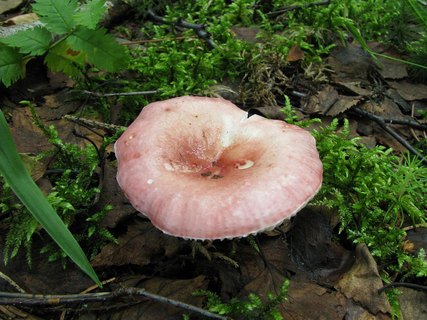 Russula betularum