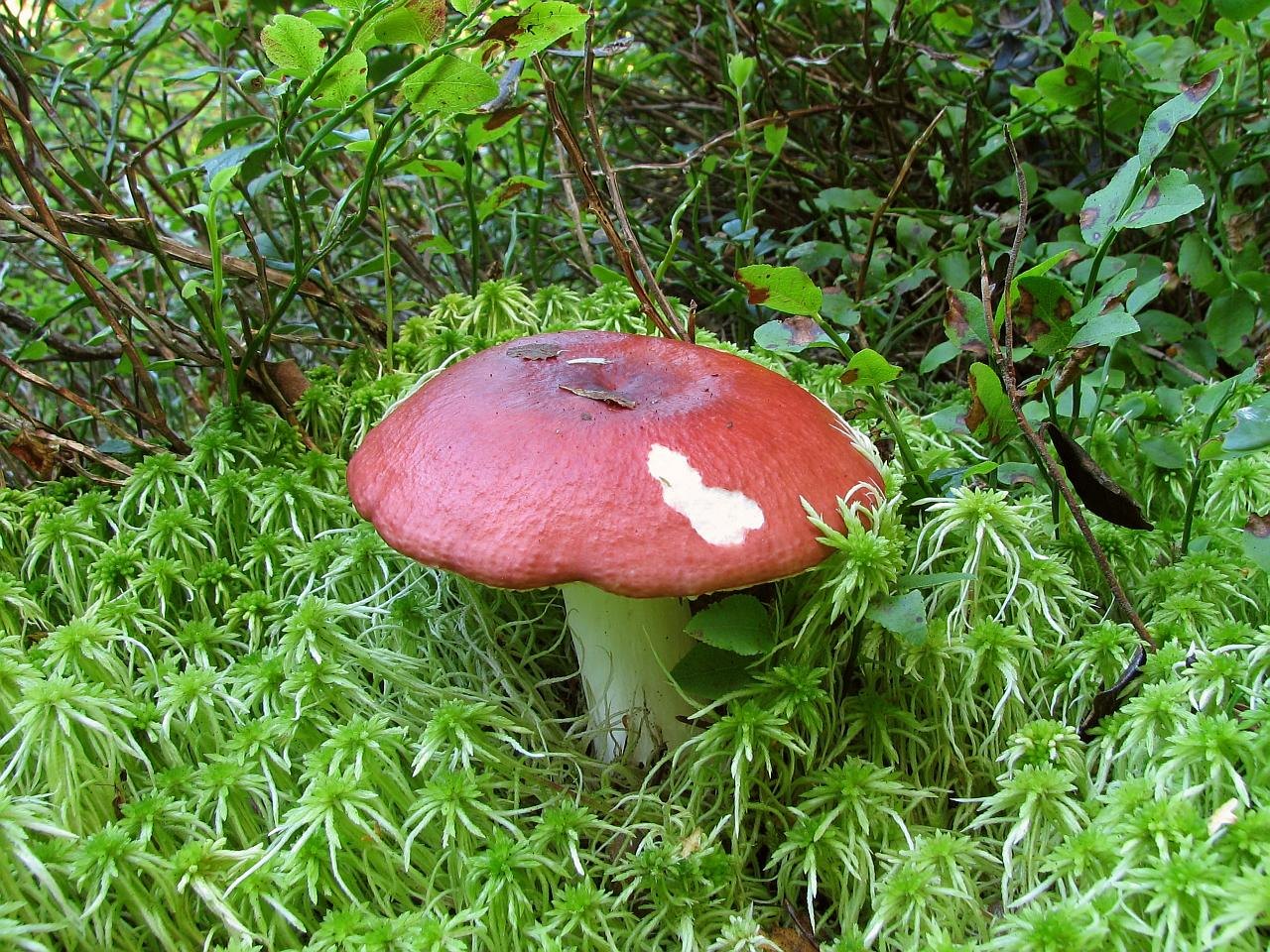 Russula paludosa
