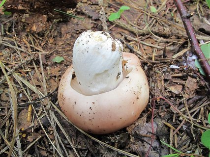 Russula vesca