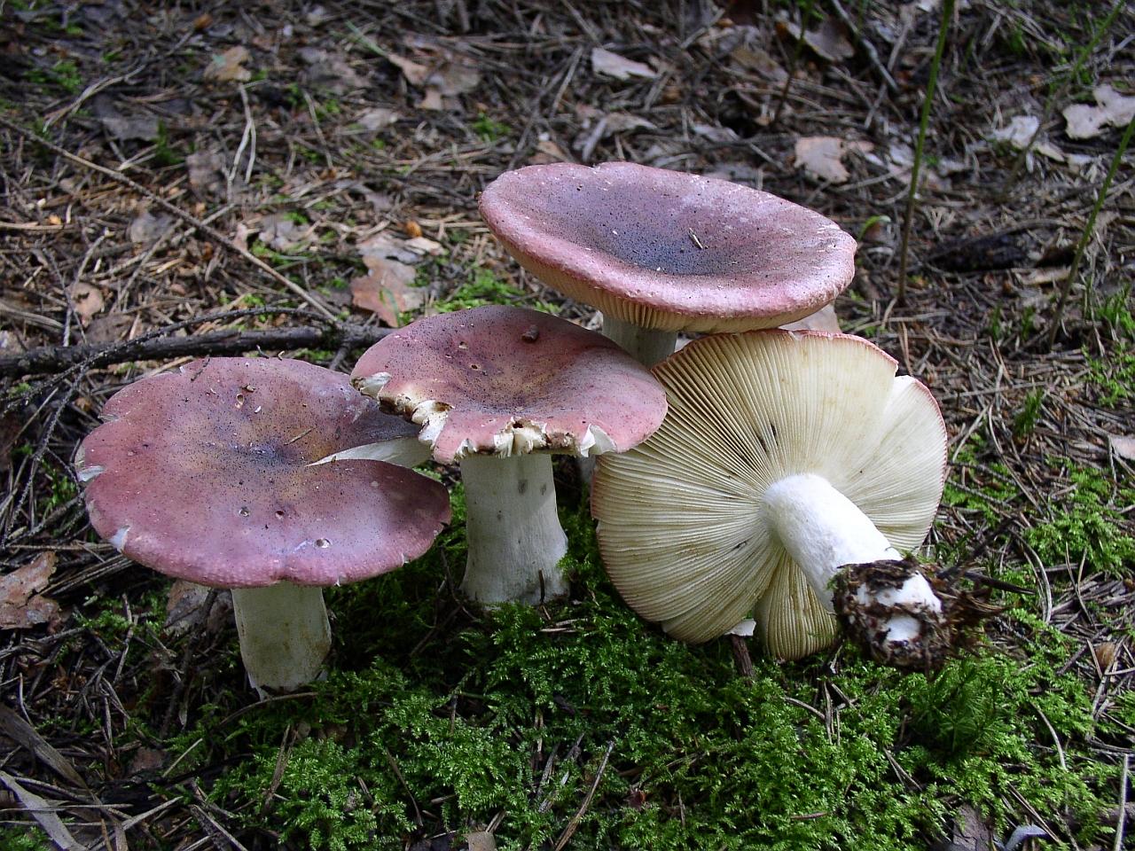 Russula xerampelina