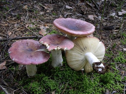 Russula xerampelina