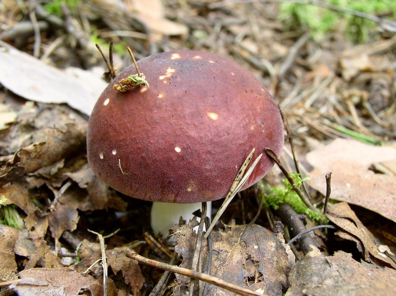 Russula xerampelina