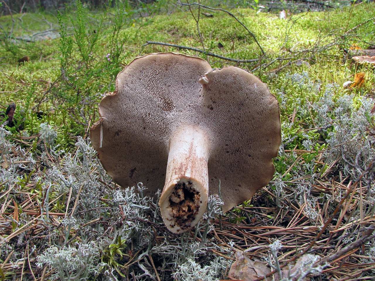 Sarcodon