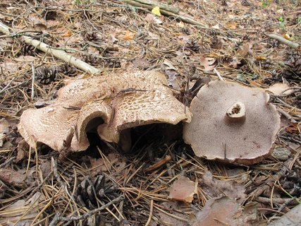 Sarcodon scabrosus