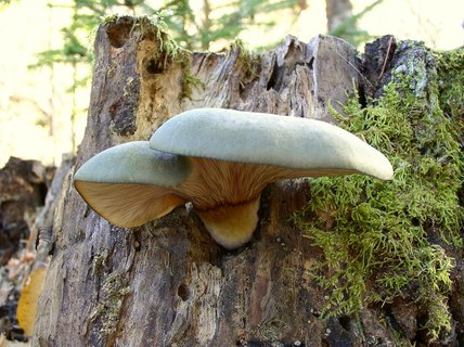Panellus serotinus