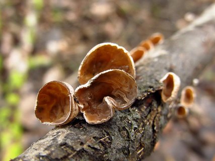 Schizophyllum amplum