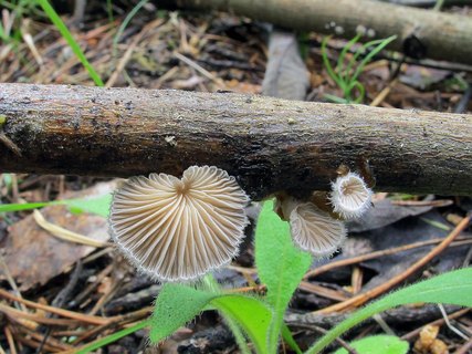 Schizophyllum commune