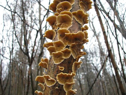 Stereum hirsutum