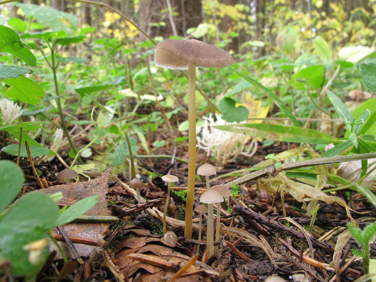 Strobilurus esculentus