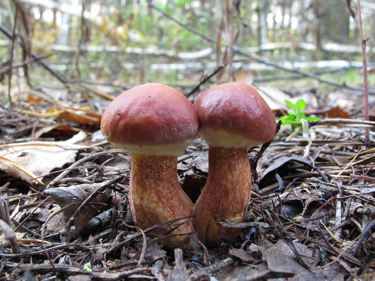 Suillus clintonianus