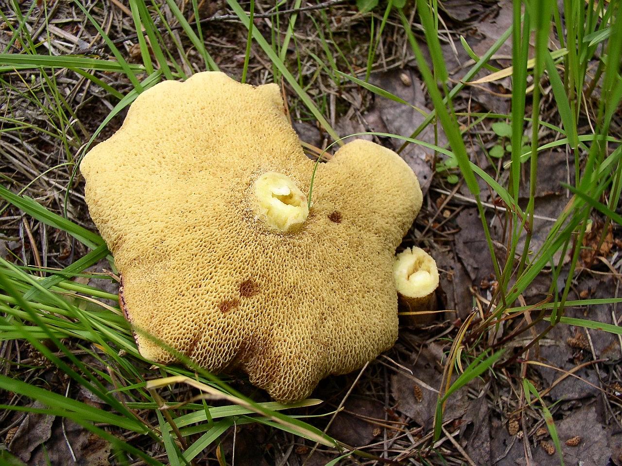Suillus granulatus