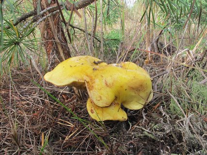 Suillus grevillei