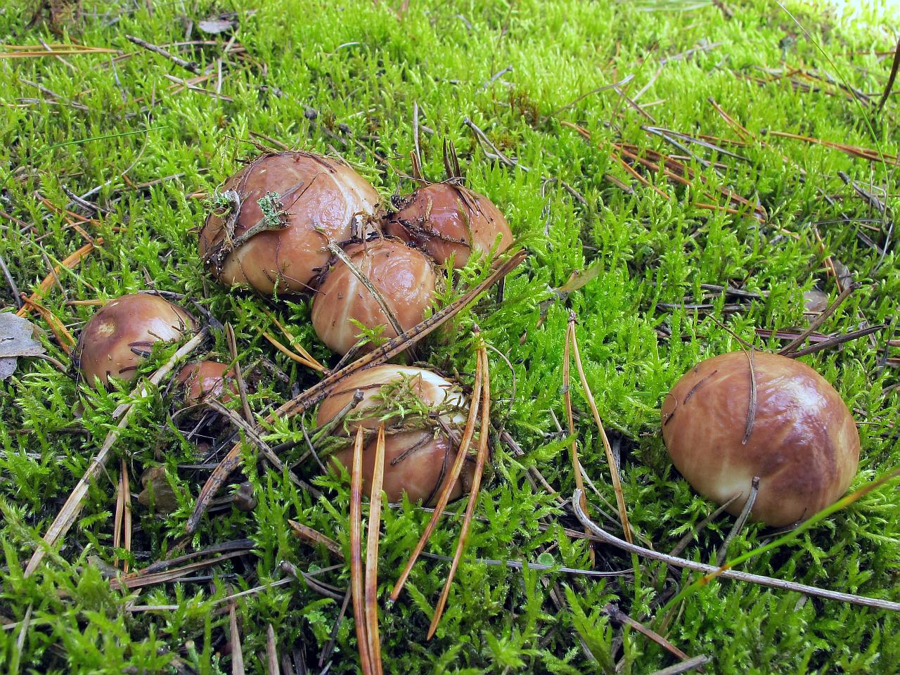Suillus luteus