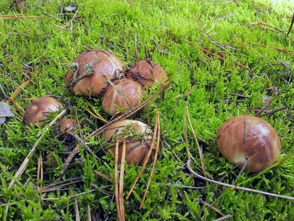 Suillus luteus