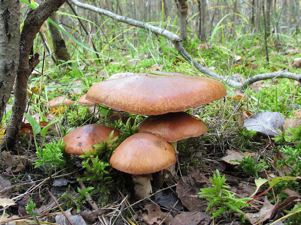 Suillus luteus