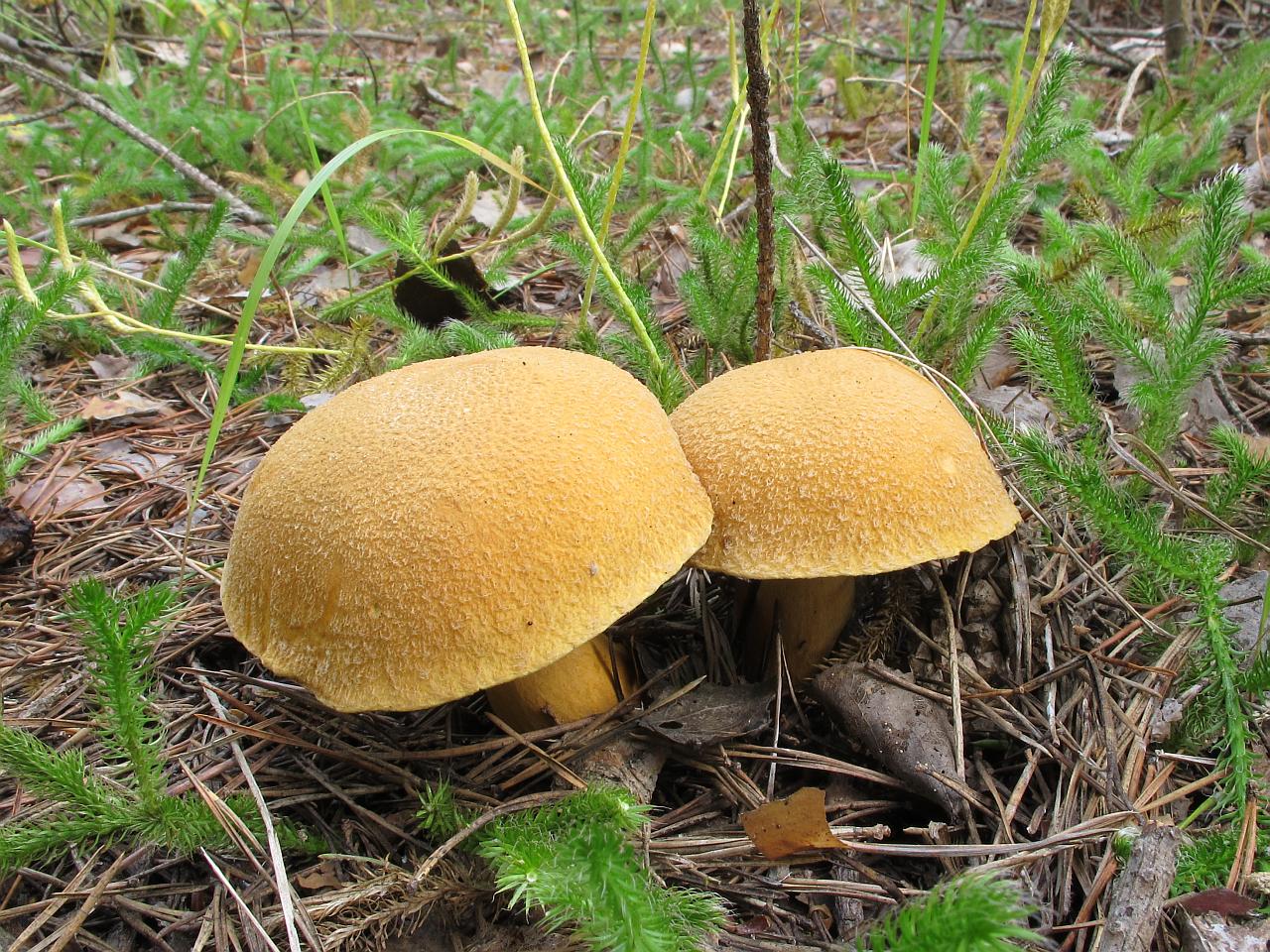 Suillus variegatus