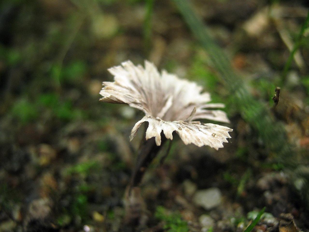 Thelephora caryophyllea