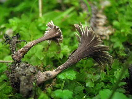 Thelephora caryophyllea