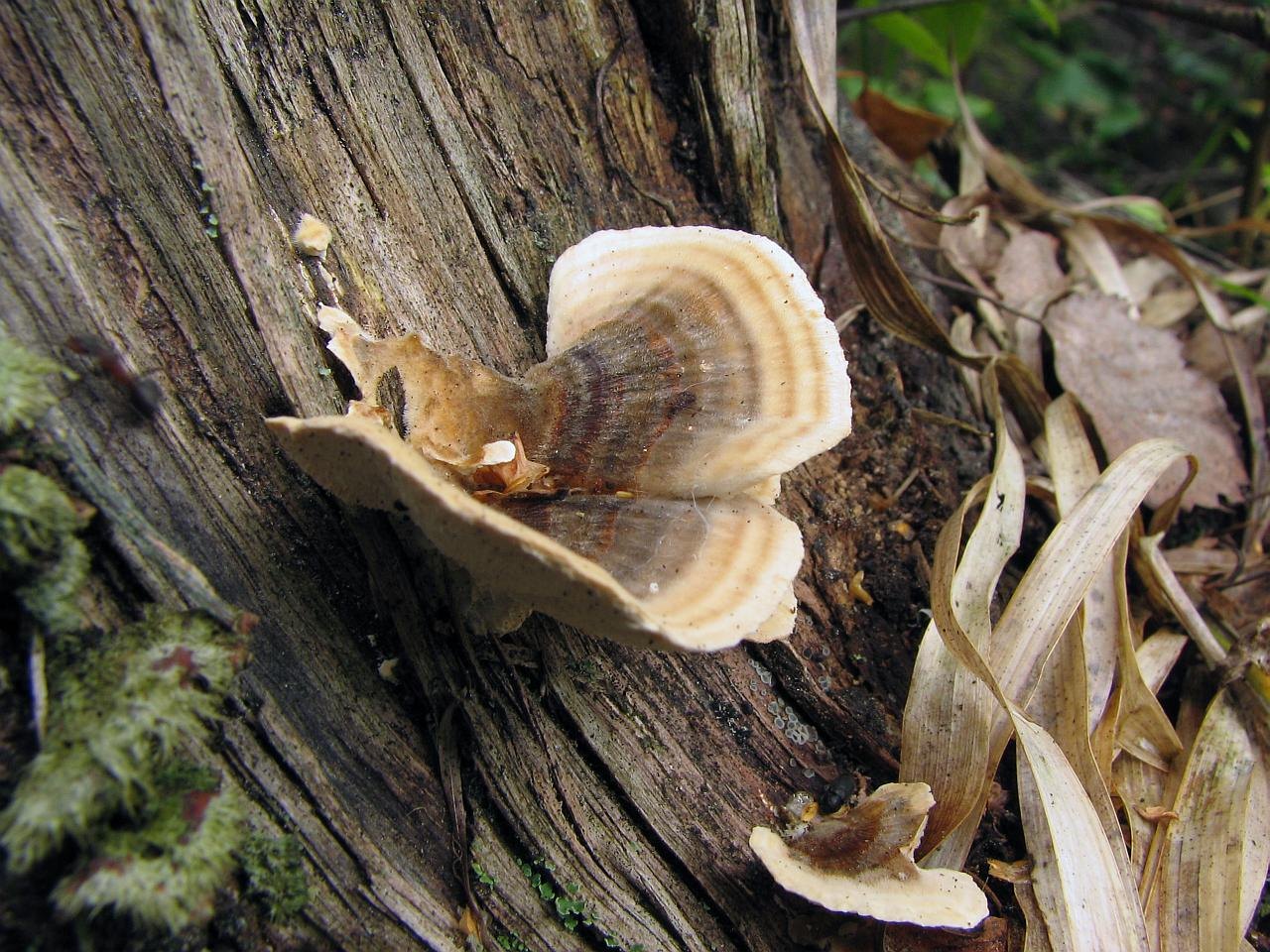 Trametes