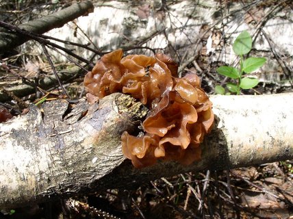 Tremella foliacea
