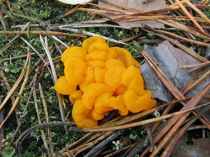 Tremella mesenterica