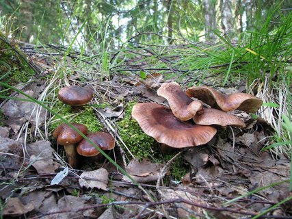 Tricholoma fulvum