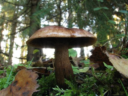 Tricholoma fulvum