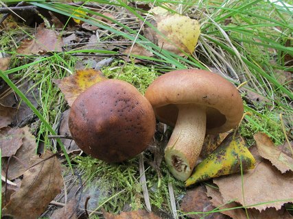Tricholoma fulvum