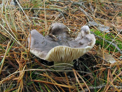 Tricholoma portemtosum