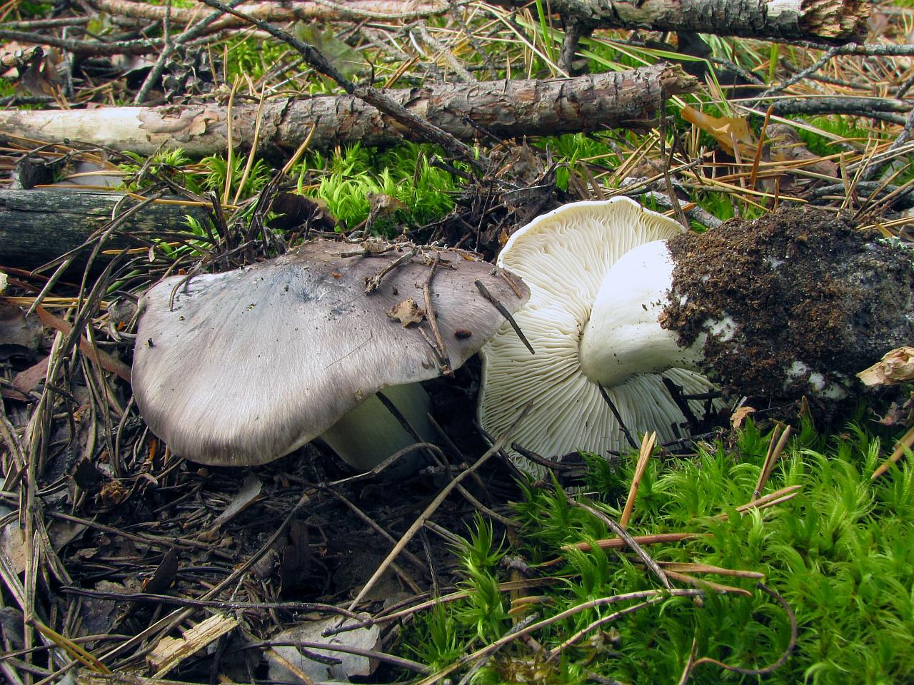 Tricholoma portemtosum
