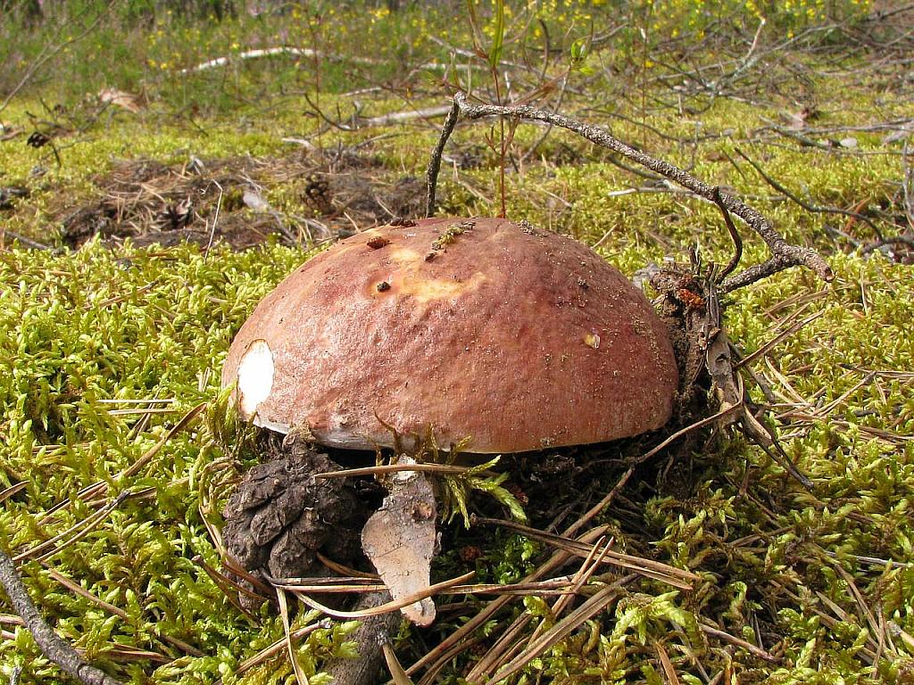Boletus pinophilus