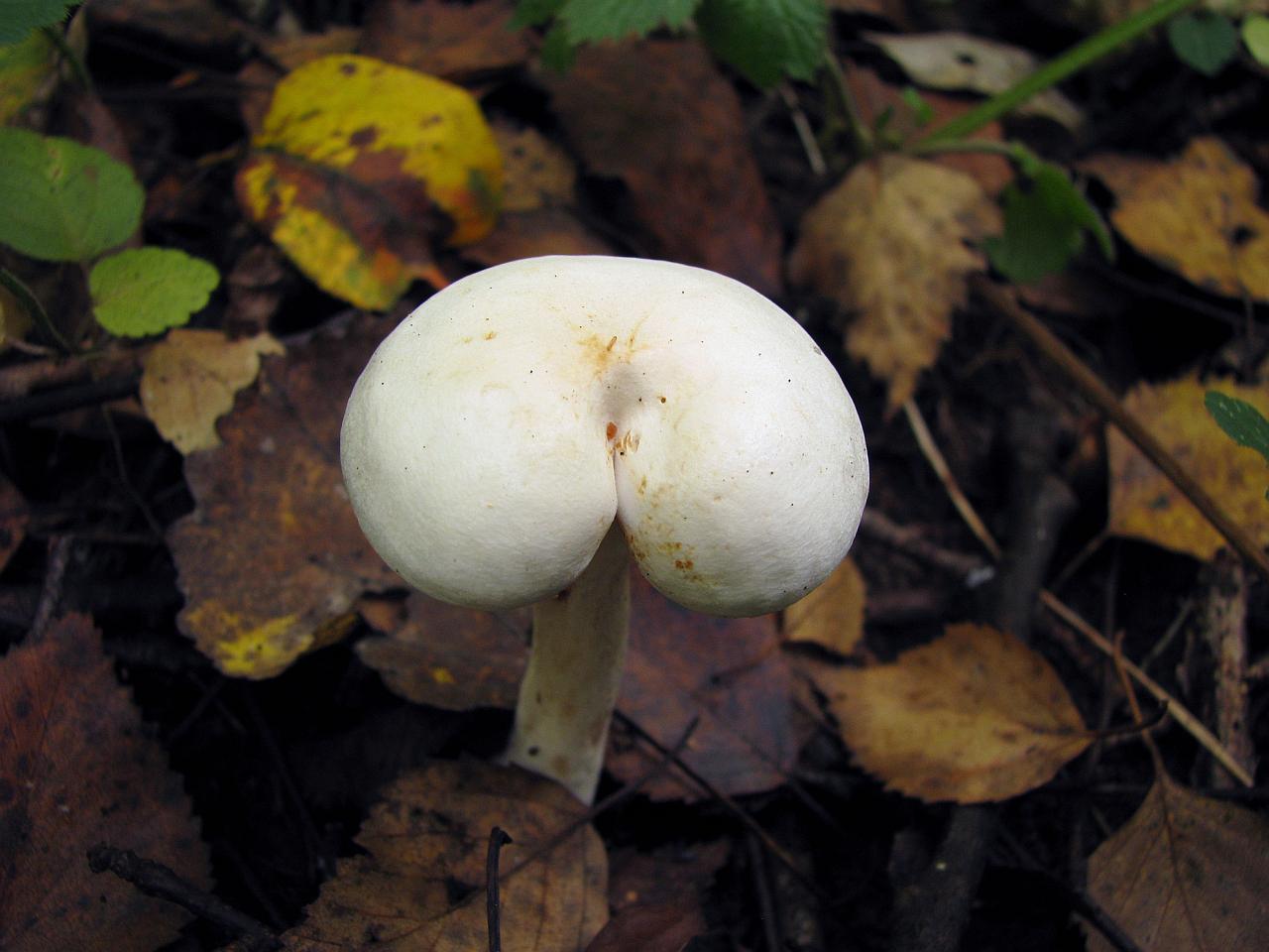 Tricholoma stiparophyllum