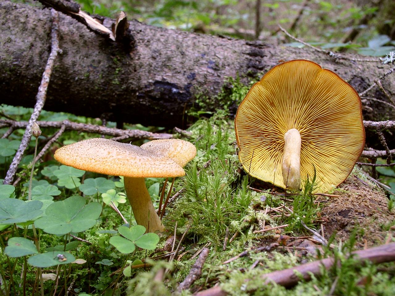 Tricholomopsis decora