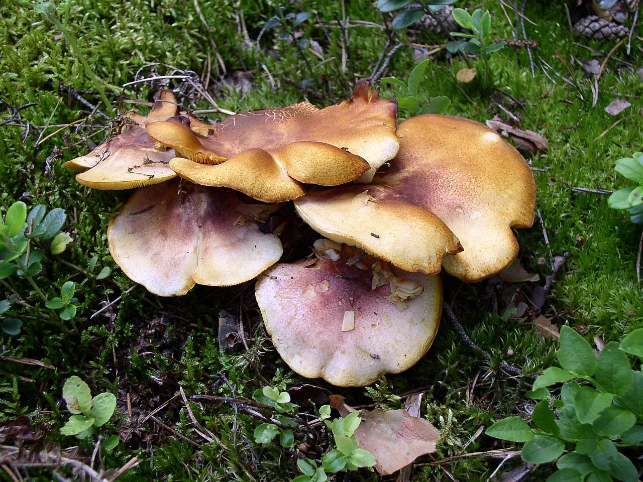 Tricholomopsis rutilans