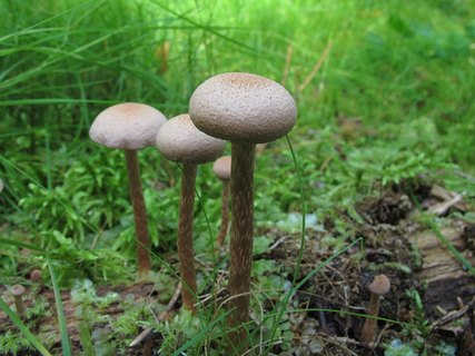 Tubaria confragosa