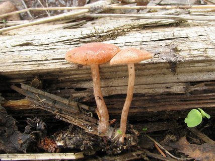 Tubaria furfuracea