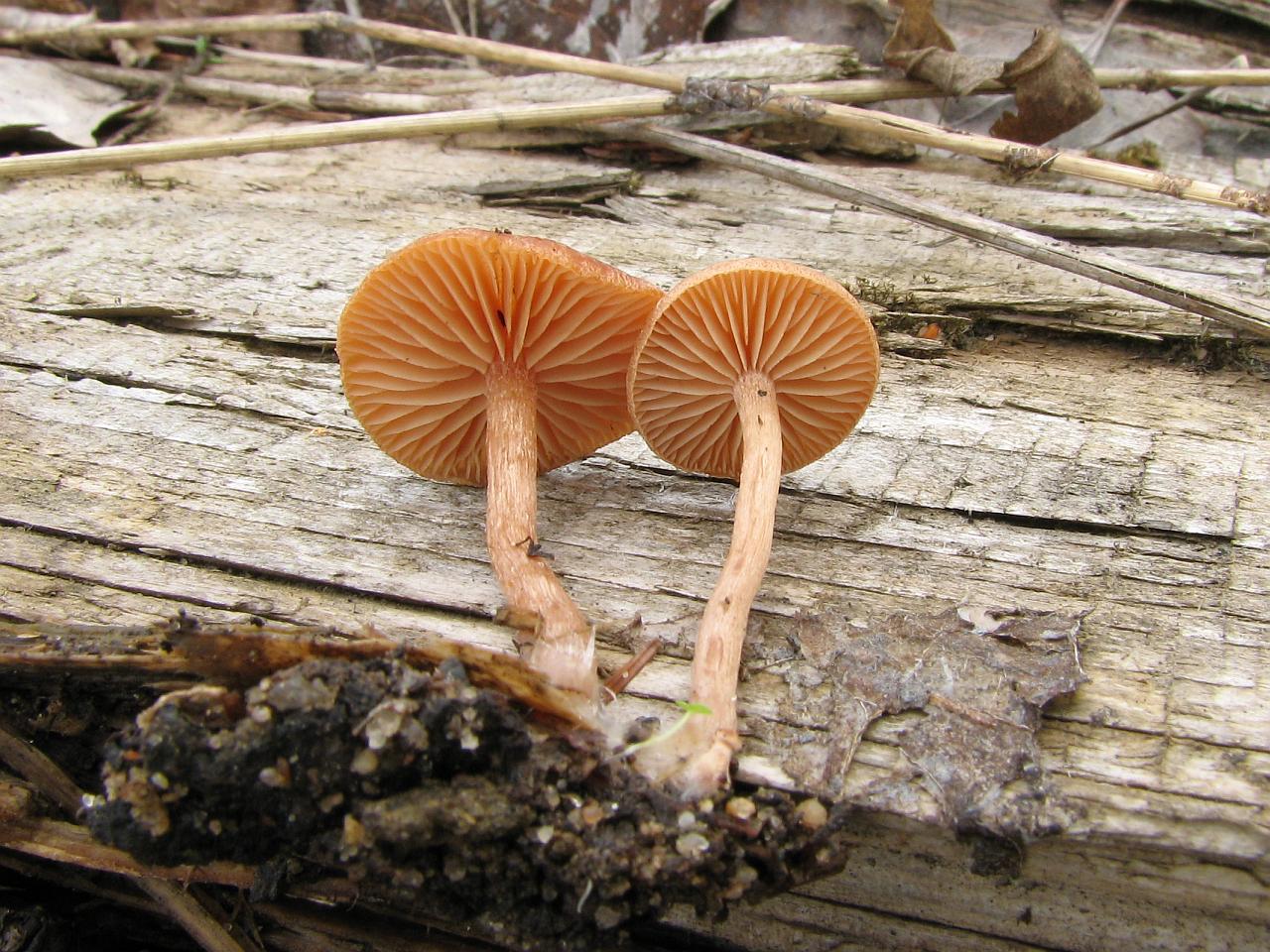 Tubaria furfuracea